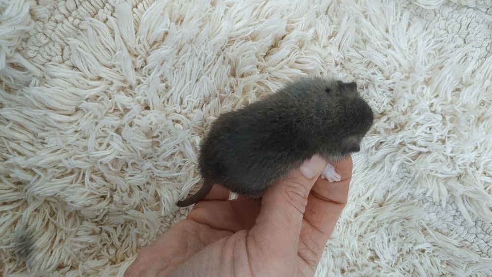 Необыкновенные умные крысятки малыши Агути сиамские Дамбо рекс крыса