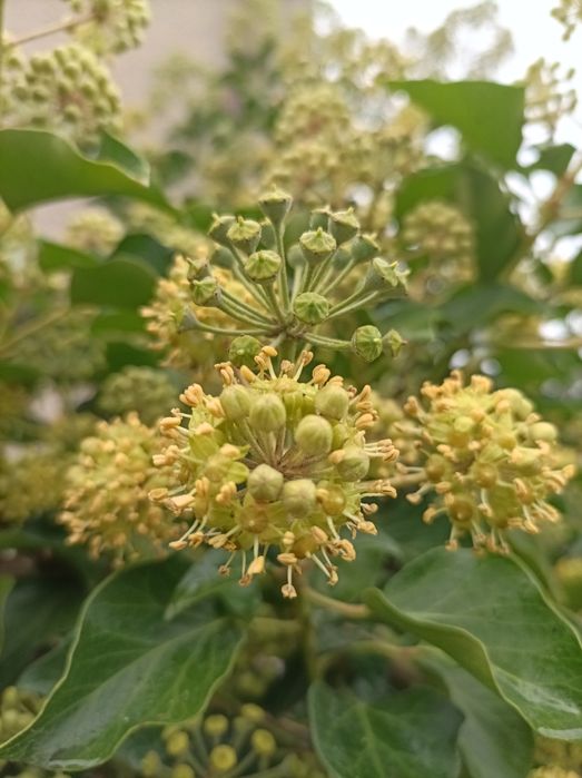 Bluszcz zimozielony 50 szt