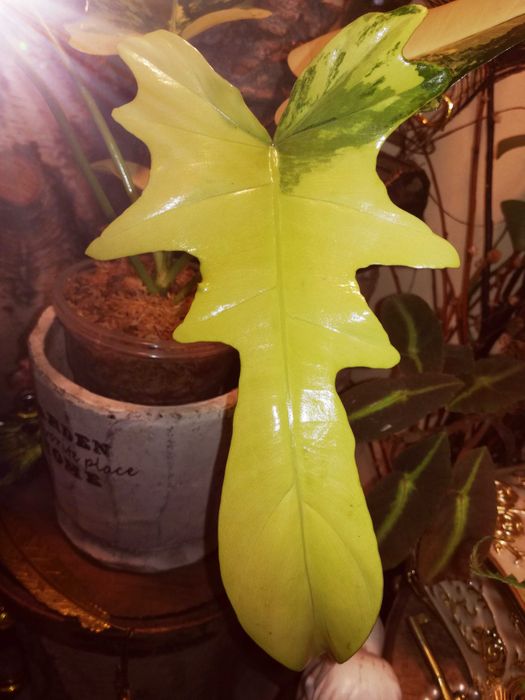 Philodendron Florida Beauty x MAYOI Variegata UNIKAT Monstera Filoden