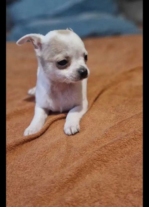 Chihuahua suczki pieski