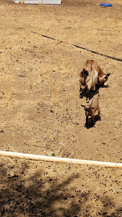 Cabrinhas micro anãs
