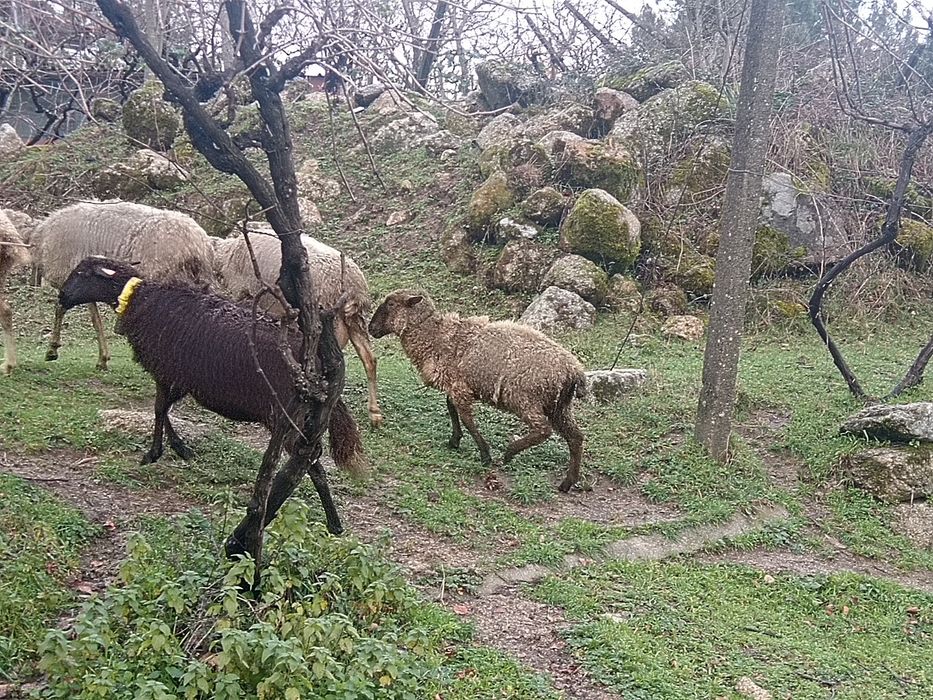 Ovelha e anha para venda