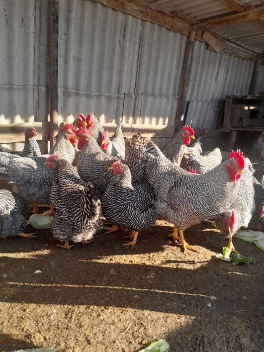 Продам півнів амрокс