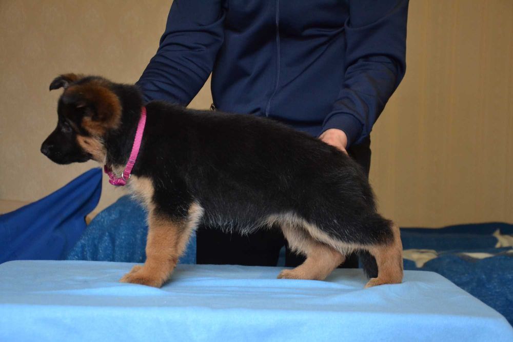 Цуценята німецької вівчарки