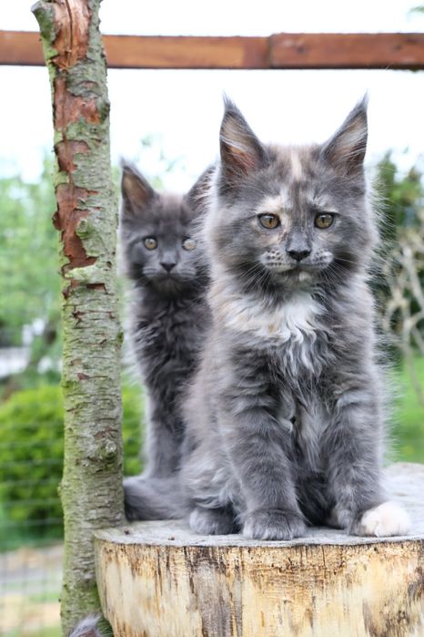 Kotka ... Maine Coon