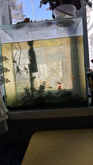 Аквариум з рибками