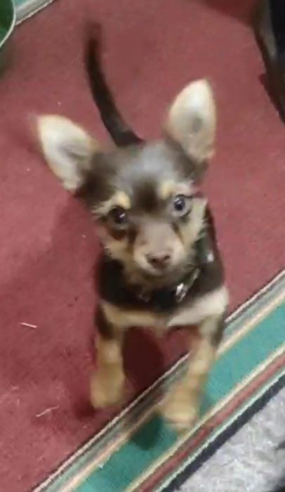 Чихуахуашка мальчишка