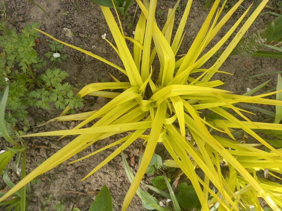 Колокольчик скученый, традесканция, бересклет.Телефонный аппарат стаци