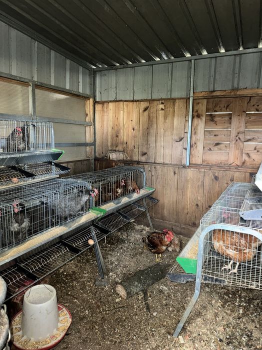 Ovos Caseiros - Encomenda