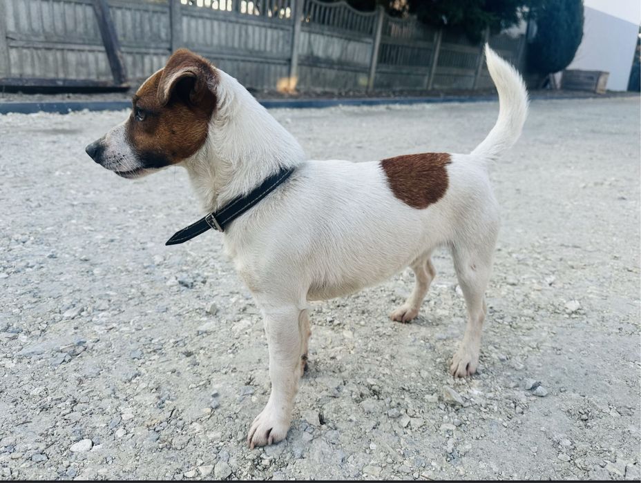 Jack Russell terrier suczka