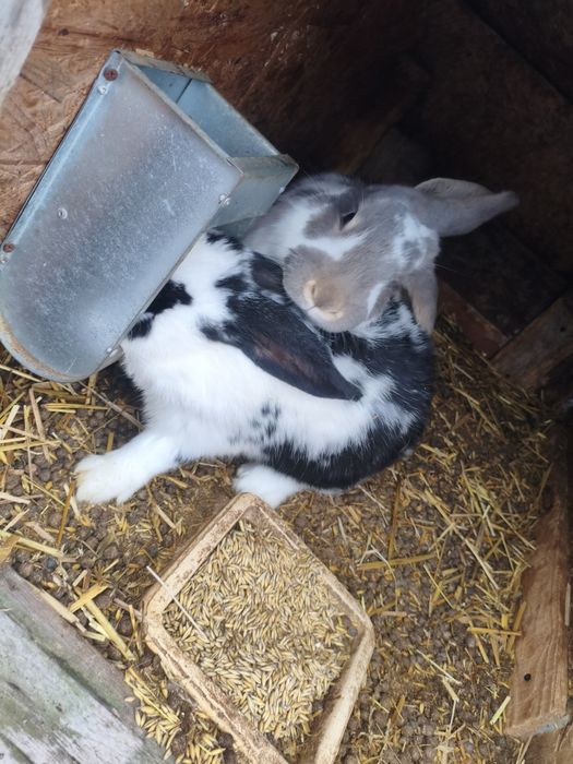 Króliki – zdrowe, domowe, eko karmione do dalszego chowu