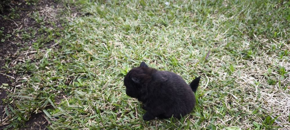 Spitz alemão anão fêmea Lulu da Pomerânia criado em ambiente familiar