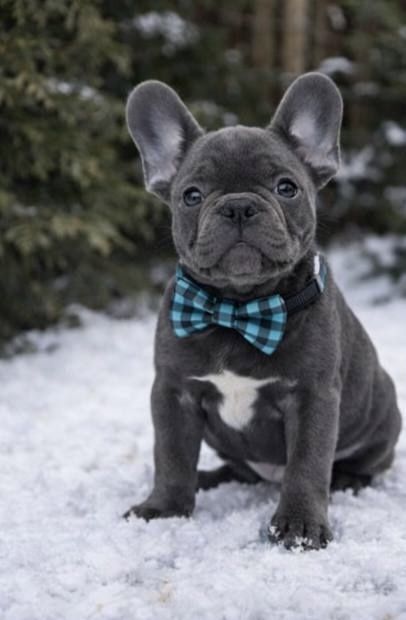 Девочка голубенькая 2,5 мес