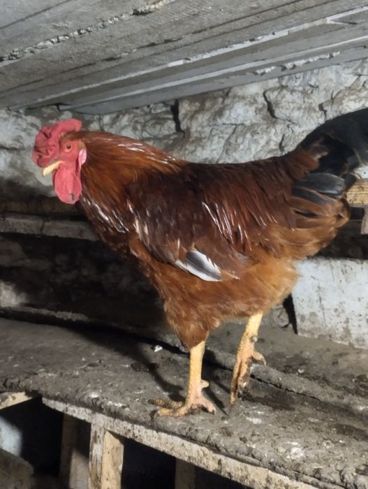 Продаю iнкубацiйне яйце