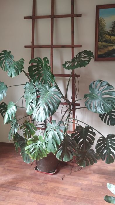Monstera dziurawa