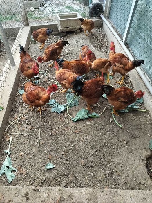 Animais galos para venda
