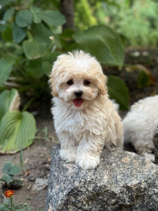 Мальтіпу хлопчик в типажі тедді