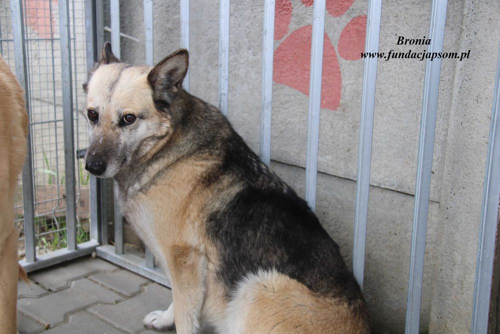 Bronia - sunia w typie owczarka