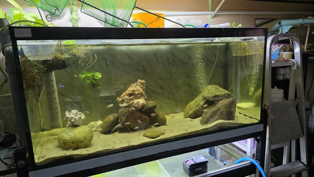 Vendo aquários 120cm