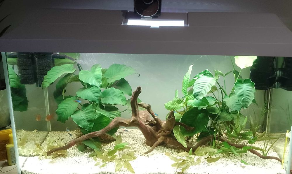 Okazja ! Akwarium z życiem 100L