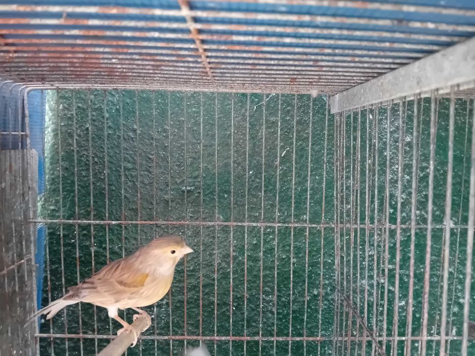 Aves Exóticas (Ler Descrição)