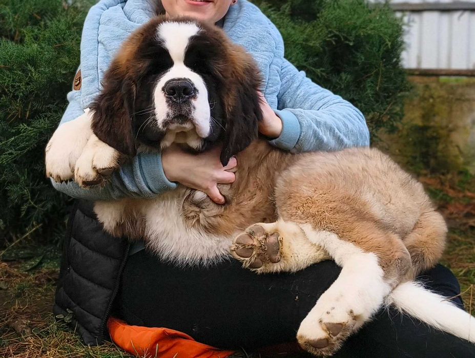 Bernardyn długowłosy chłopiec z rodowodem FCI