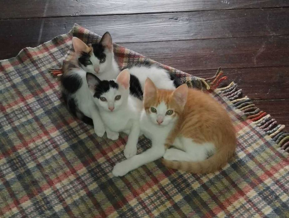 Ninhada de gatinhos