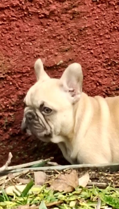 Bulldog Francês Lilac Fawn