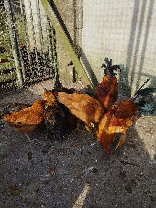 Frangos  com cerca de 3 meses +.