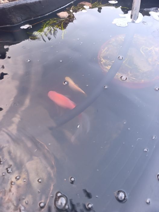 Sprzedam Karpie  koi