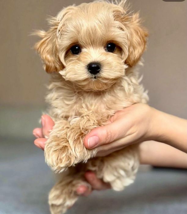 Мальтипу окрас карамель