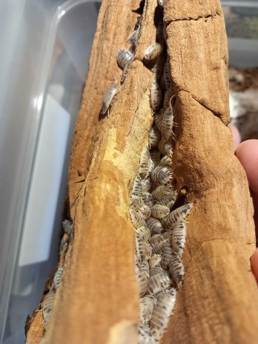 Isopody Armadillidium werneri / Porcellio laevis