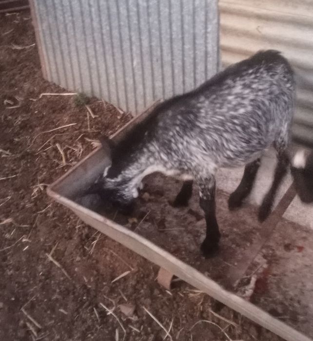 Cabrito com 6 meses