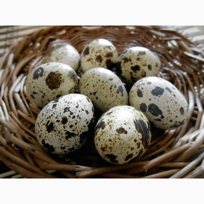 Перепілка. Інкубаційне яйце. Столове яйце. М'ясо.