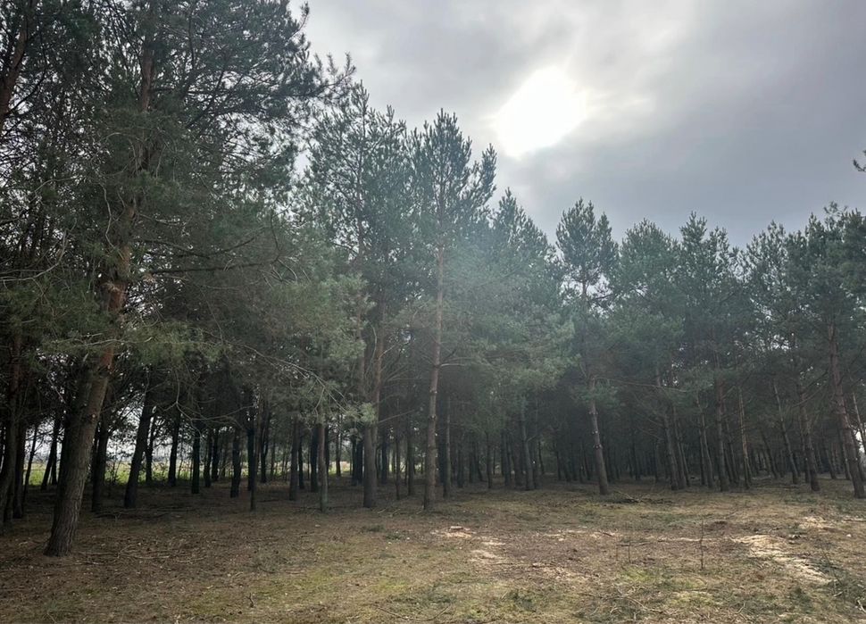Wycinka drzew/ czyszczenie działek/ mulczer leśny/ skup zrębki