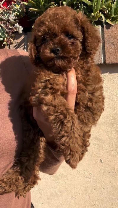 Хлопчик красунчік, той пудель.