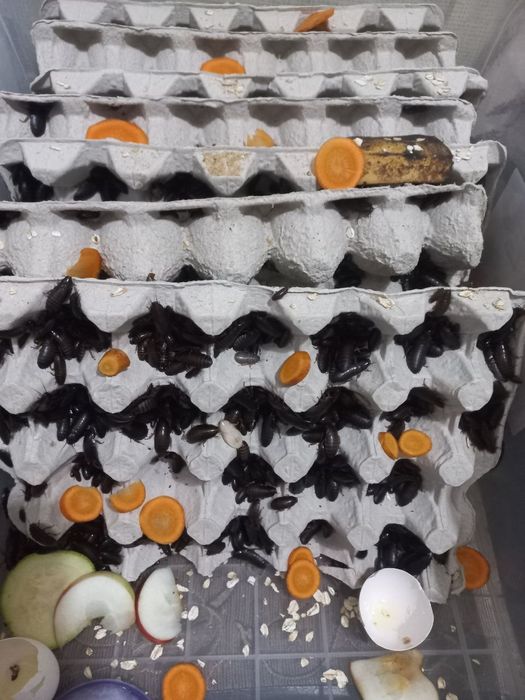 Таргани Мармурові для домашнього тераріуму