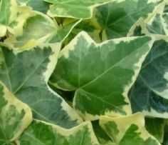 Bluszcz pstry hedera sadzonki