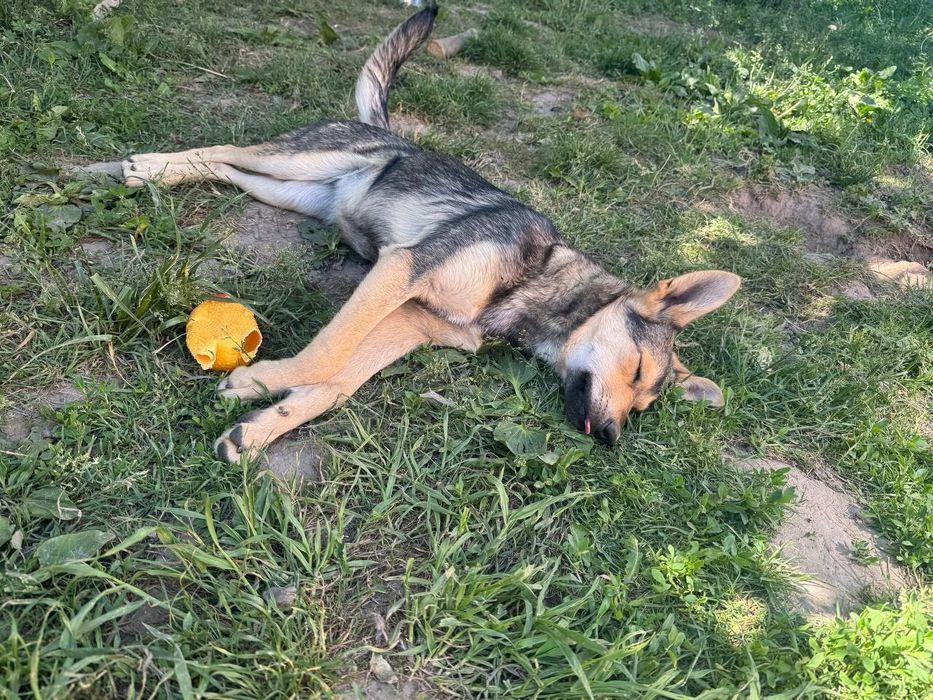 Віддам в добрі руки!