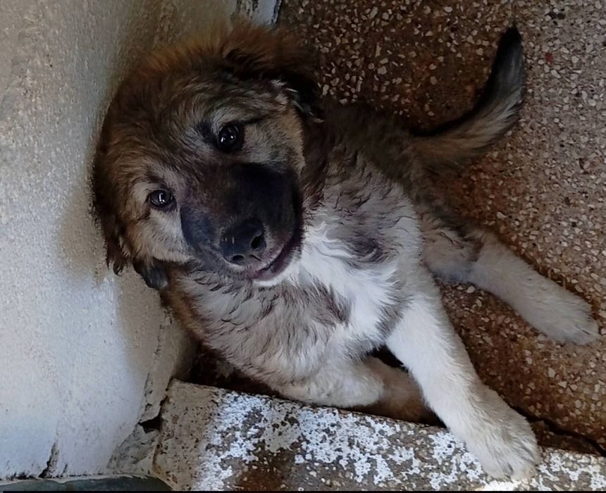 Bebés lindos para adoção responsável