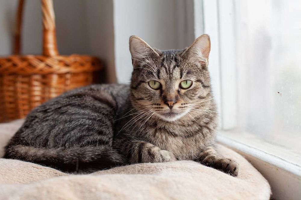 Віддам у добрі руки