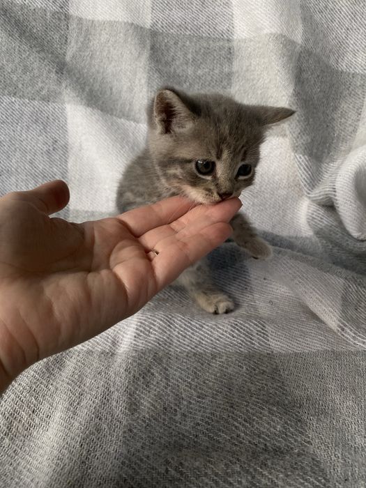 Кошенята прямовухі