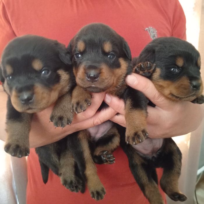Цуценята ротвейлера
