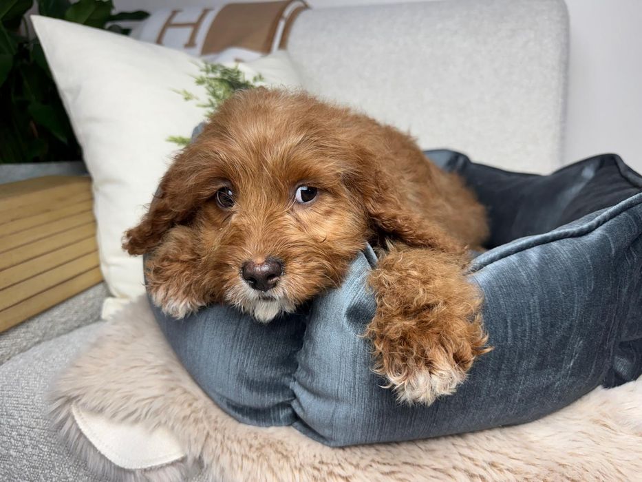 cavapoo szczeniak