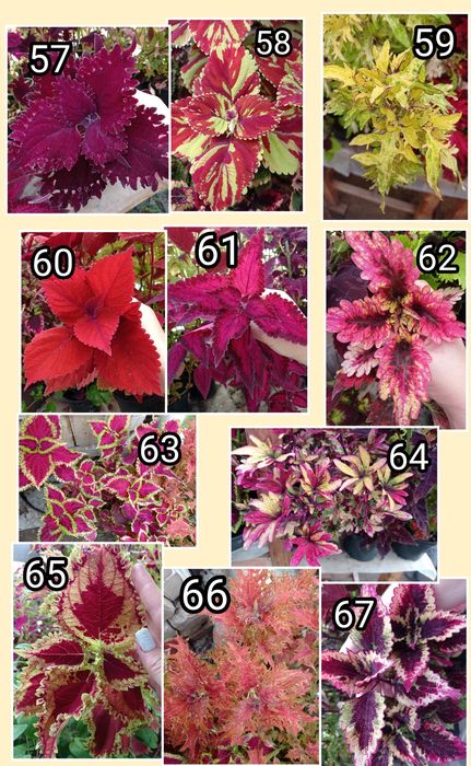 Колеусы 40 сортов! Молодые растения