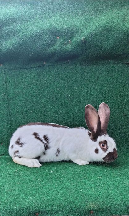 Sprzedam Królika Srokacz