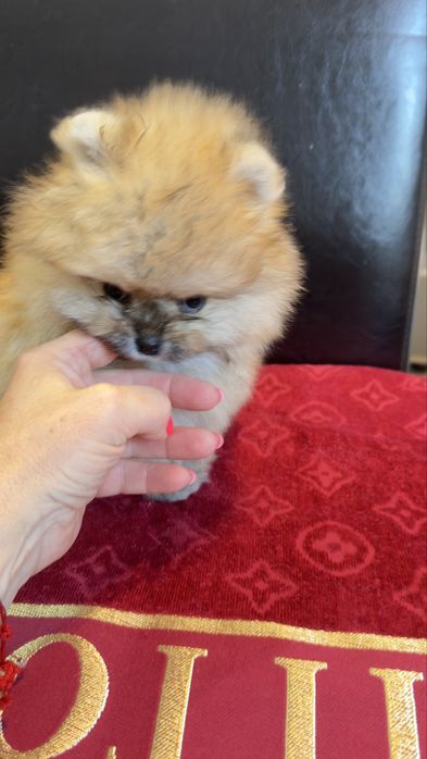 Piesek pomeranian