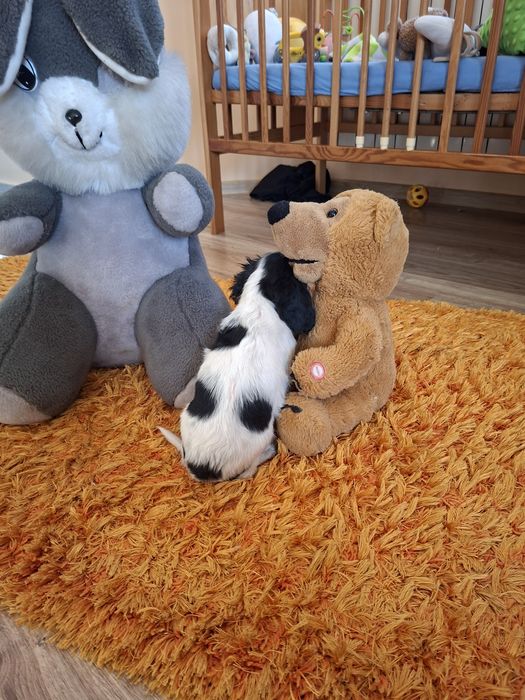 Cavalier King Charles Spaniel suczka