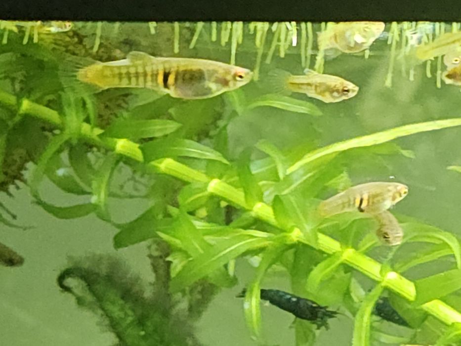 Drobnotka nadobna (Neoheterandria elegans)