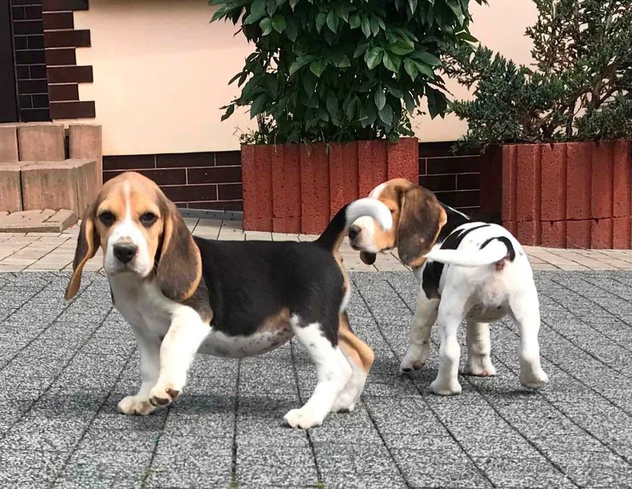 Beagle/Bigle - szczenię rodowodowe ZKwP/FCI - po championie